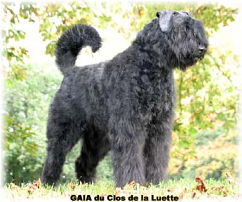 GAIA du Clos de la Luette ©